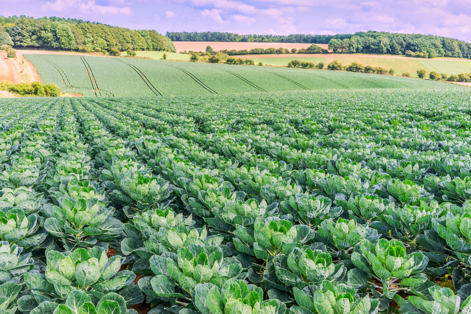Forte absorção para acordos de nível médio de Stewardship do campo