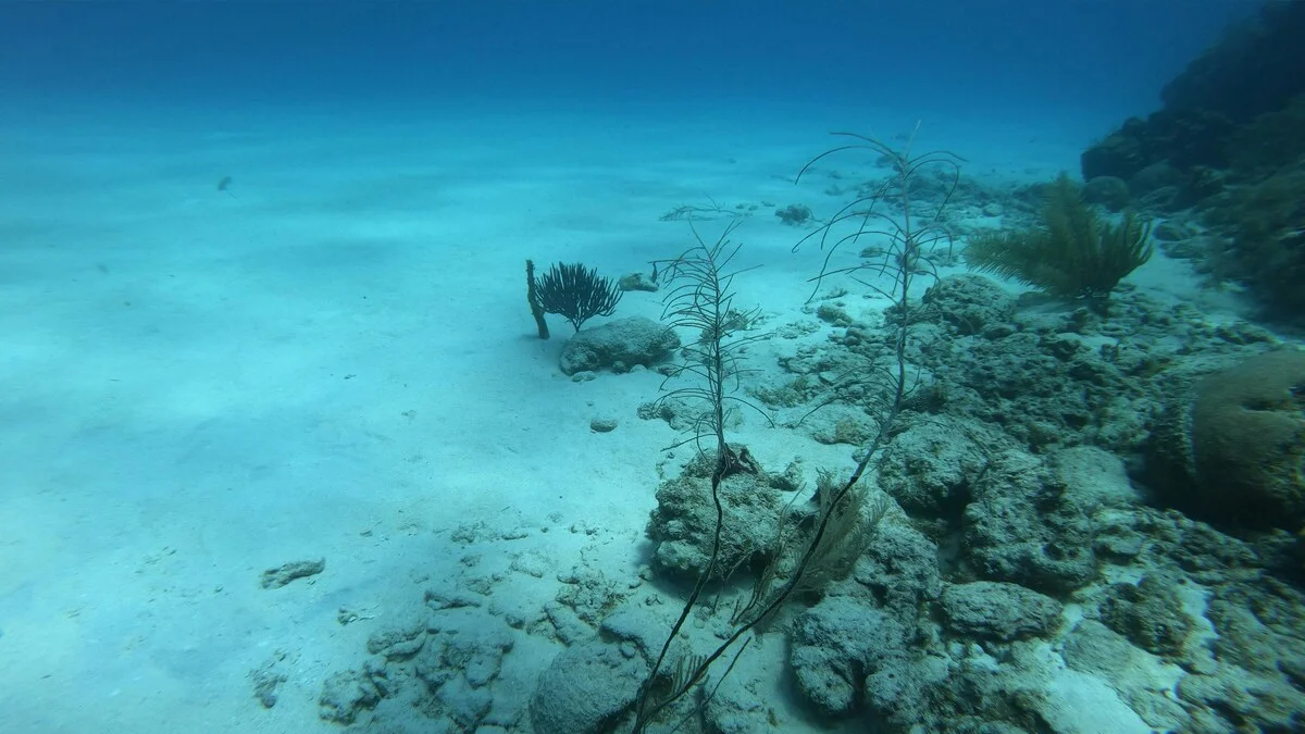 Animais se adaptaram para sobreviver à pressão atmosférica no fundo do mar