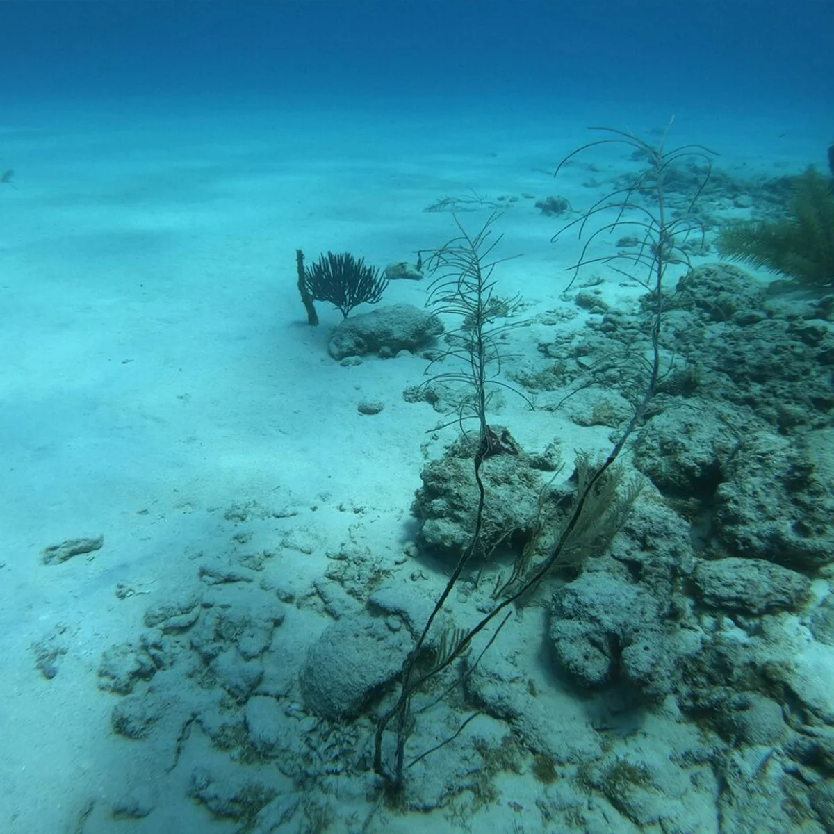 Animais se adaptaram para sobreviver à pressão atmosférica no fundo do mar