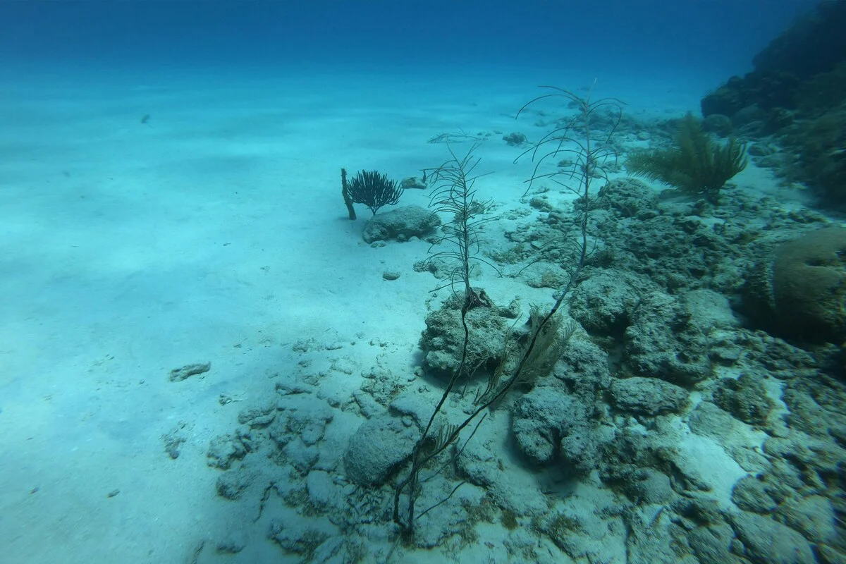 Imagem da matéria: Animais se adaptaram para sobreviver à pressão atmosférica no fundo do mar