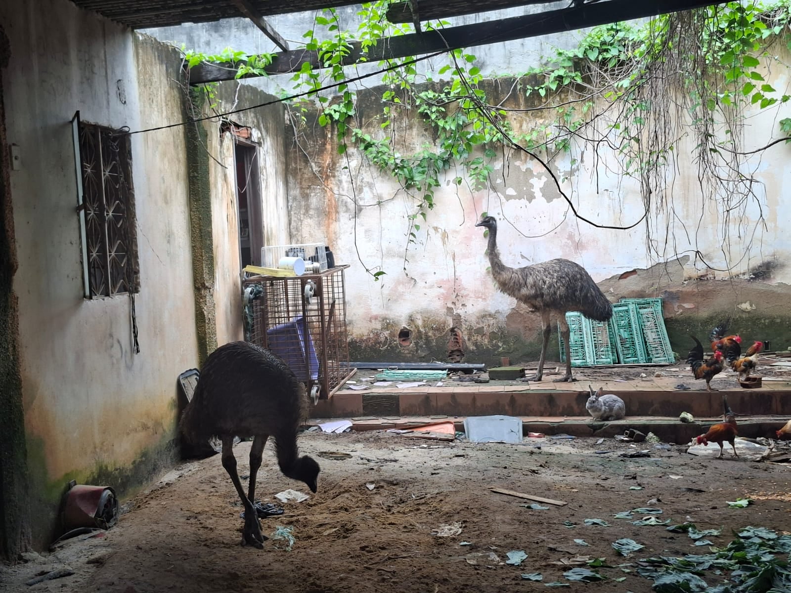 Aves de grande porte que fugiu no Rio é encontrada Polícia Civil