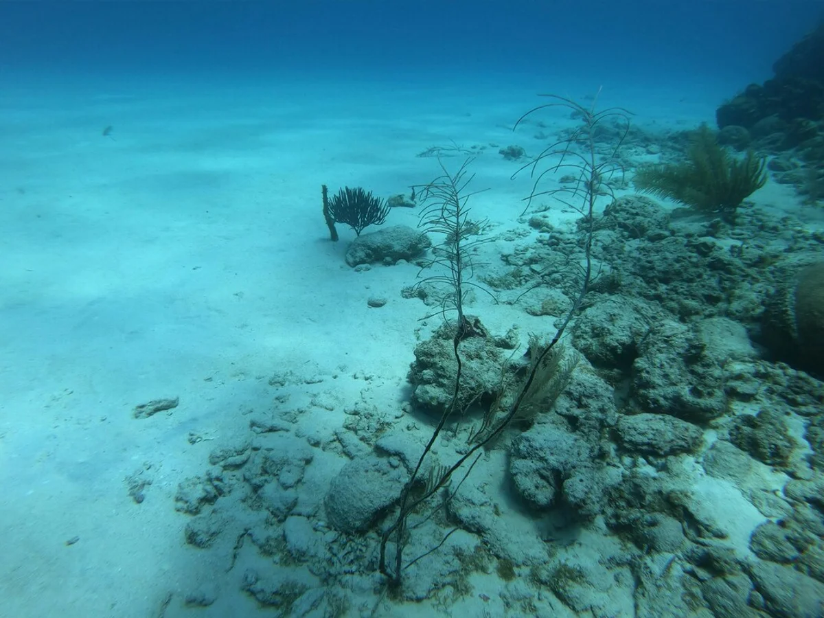 Animais se adaptaram para sobreviver à pressão atmosférica no fundo do mar