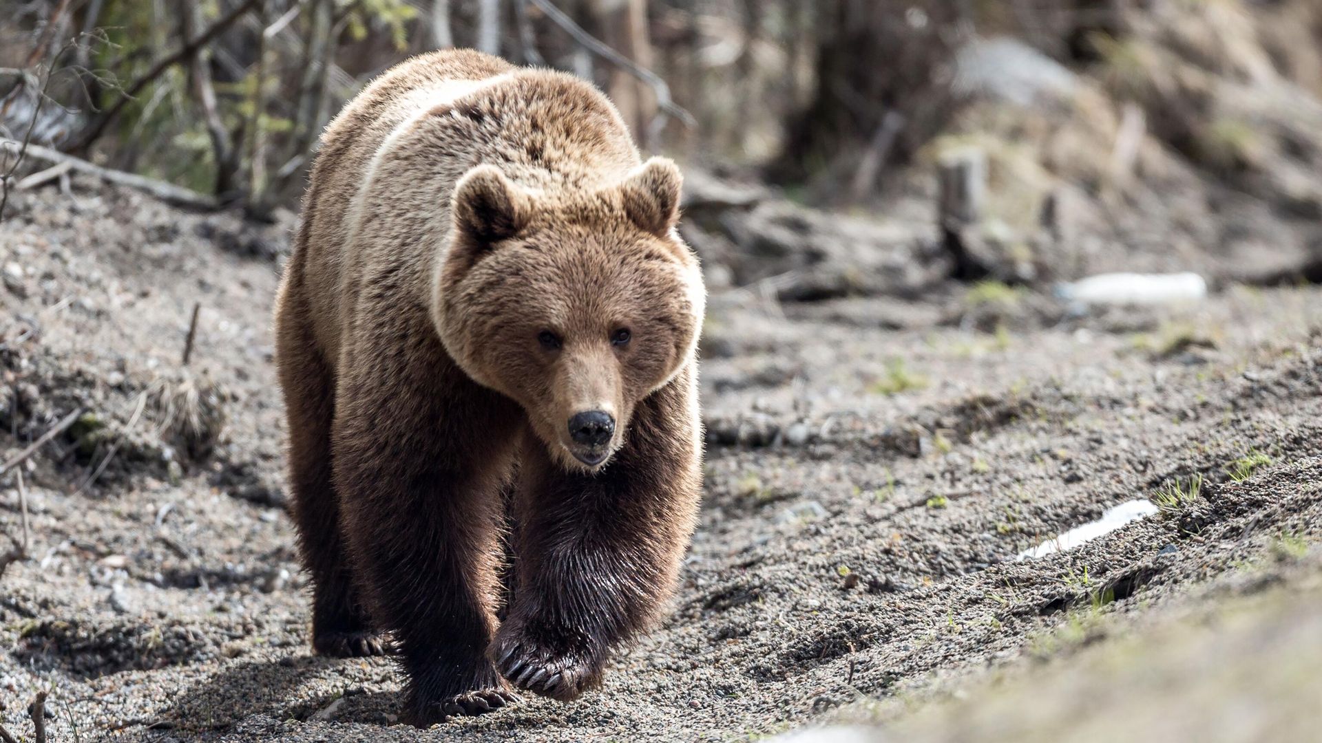 Depprirodos de Moscou: não há lobos e ursos pardos na cidade